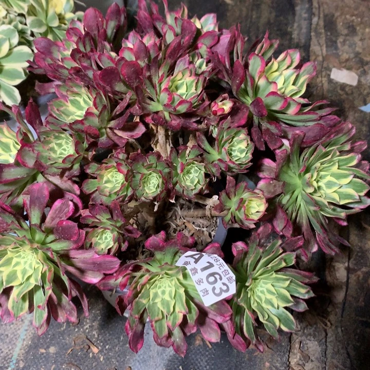 163多肉植物一物一拍