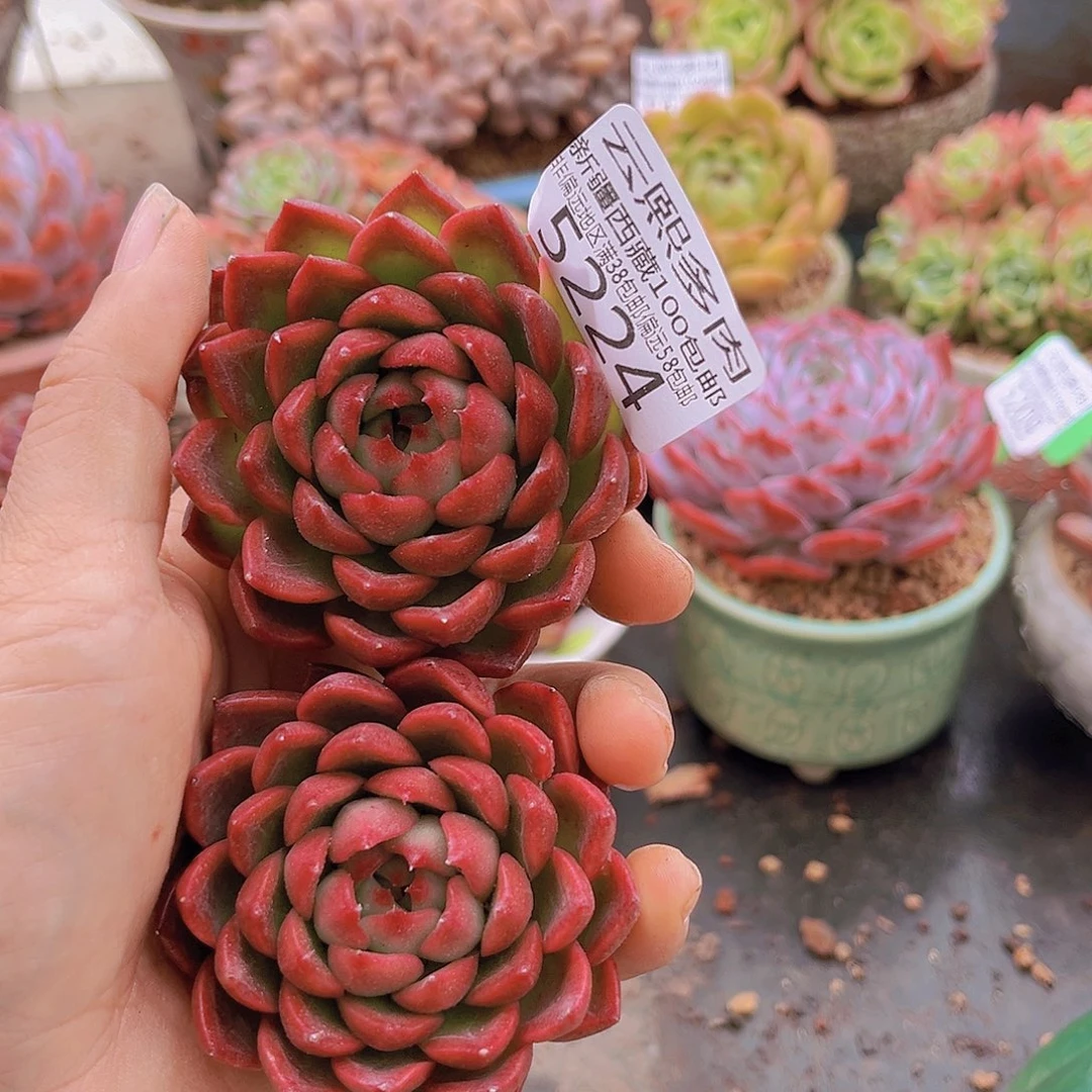 5225东云单头两个。