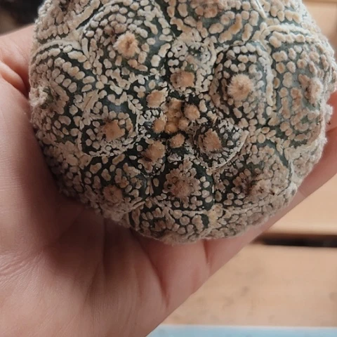 当前无花栽培后可以开花973仙人球