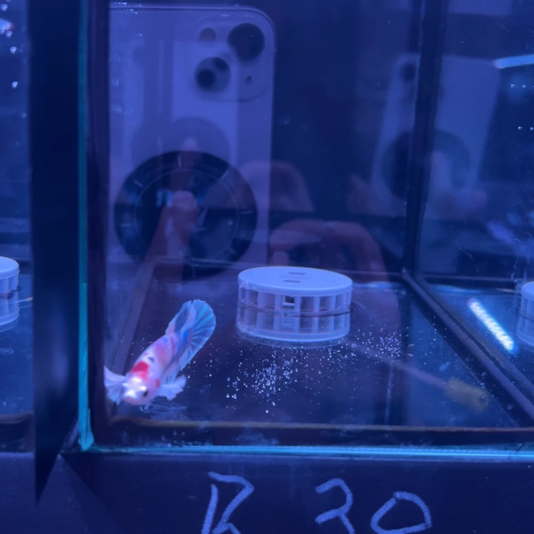 斗鱼泰国斗鱼81号