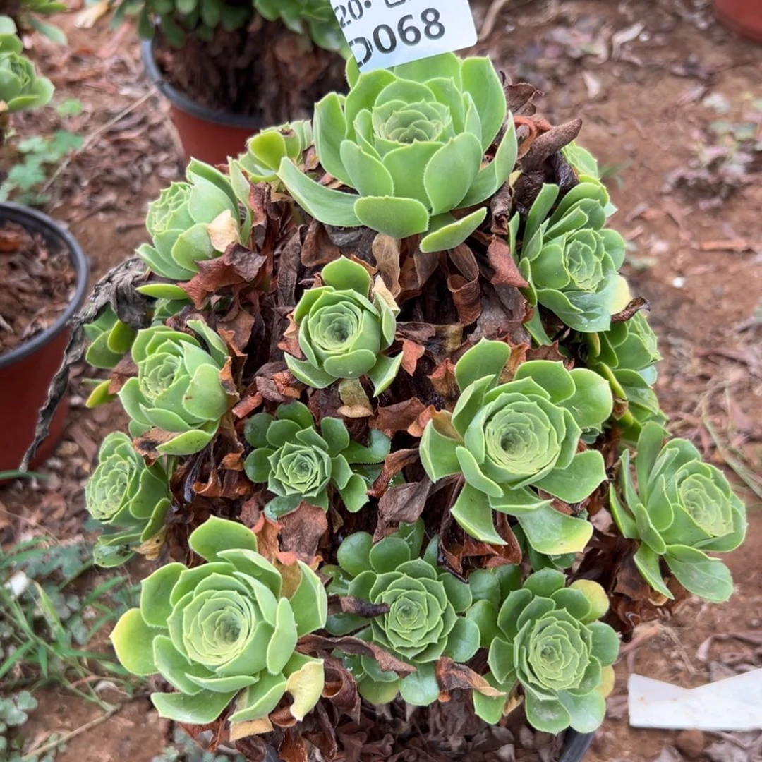 068绿杨蓉，多肉法师