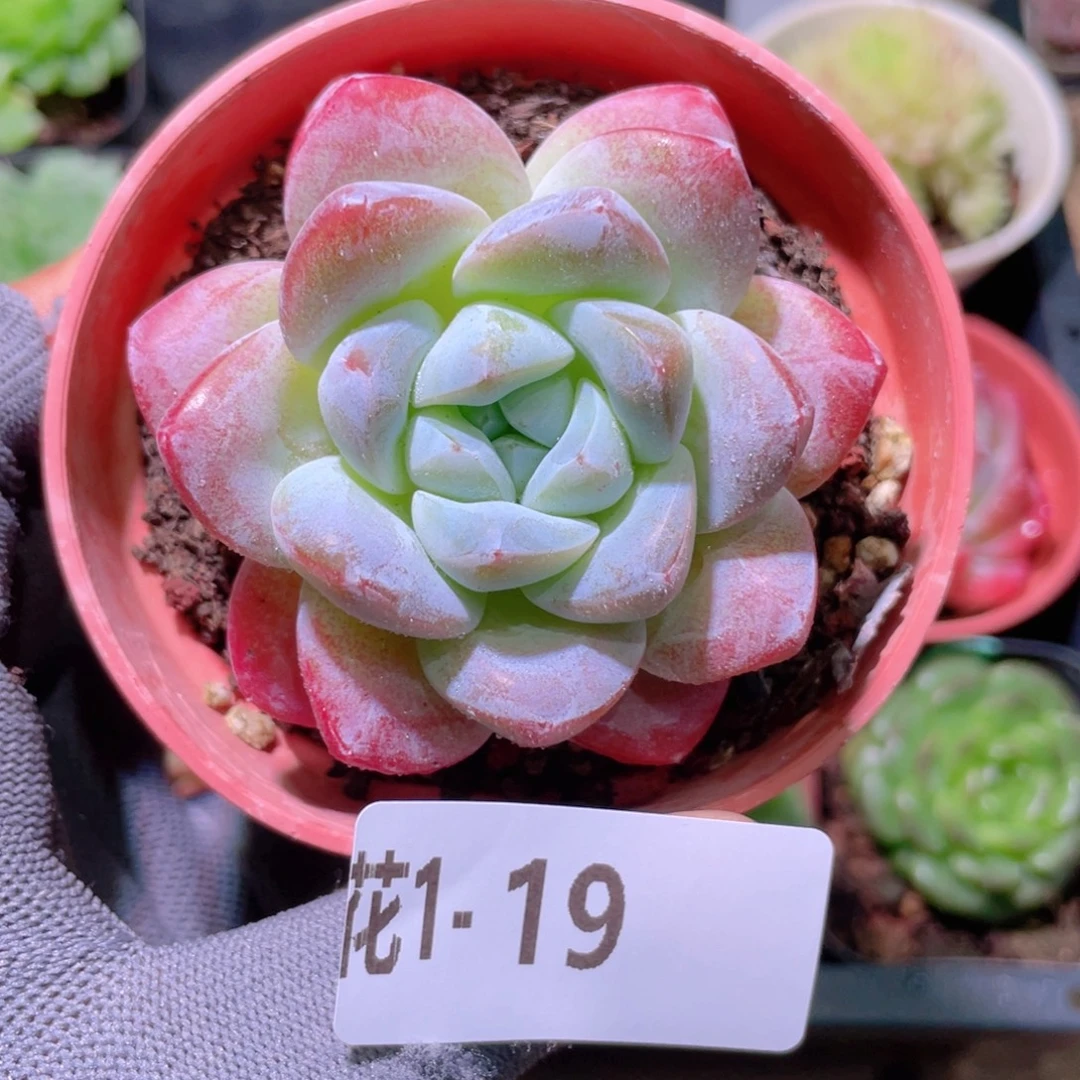 花利美 1-19冰玉