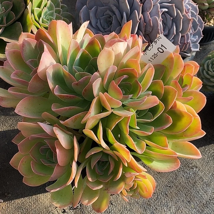 小七夕多肉荷花仙子01