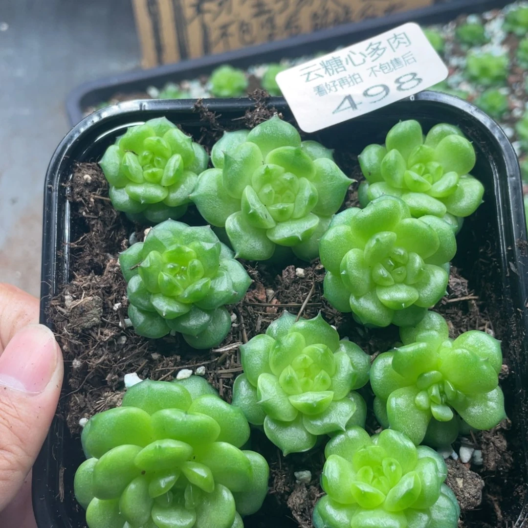 云糖心多肉植物498