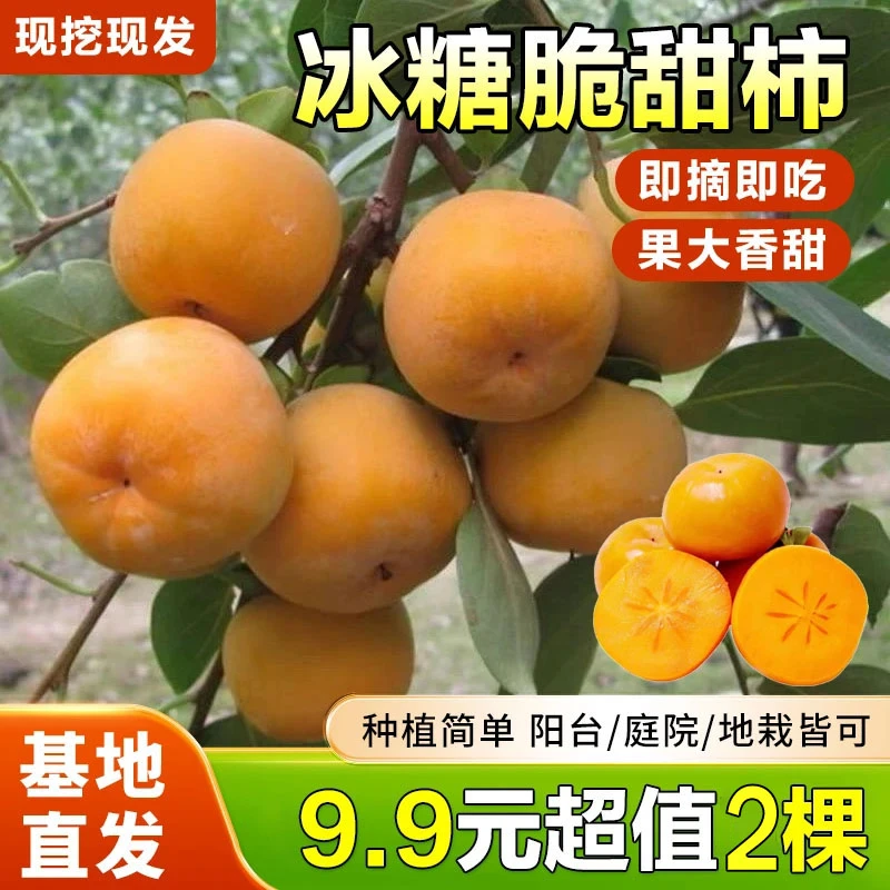 正宗脆甜柿树庭院植物盆栽地栽阳台庭院南北方四季种植