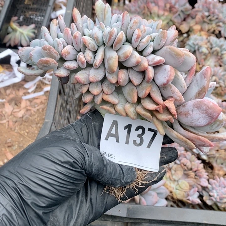 X***唐137 粉兔缀哇哇哇哇