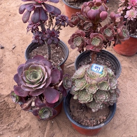 099多肉植物组合，