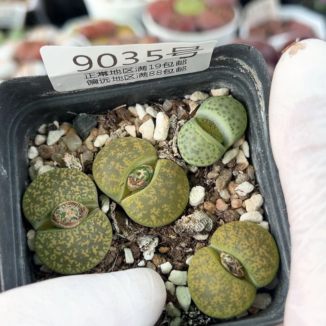 好养易活生石花大母本9035