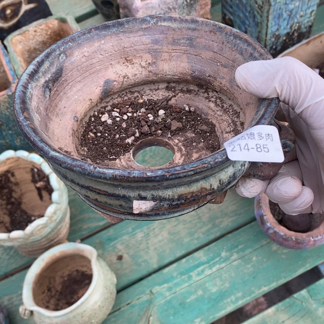 红陶小*85号的人盆一个呀