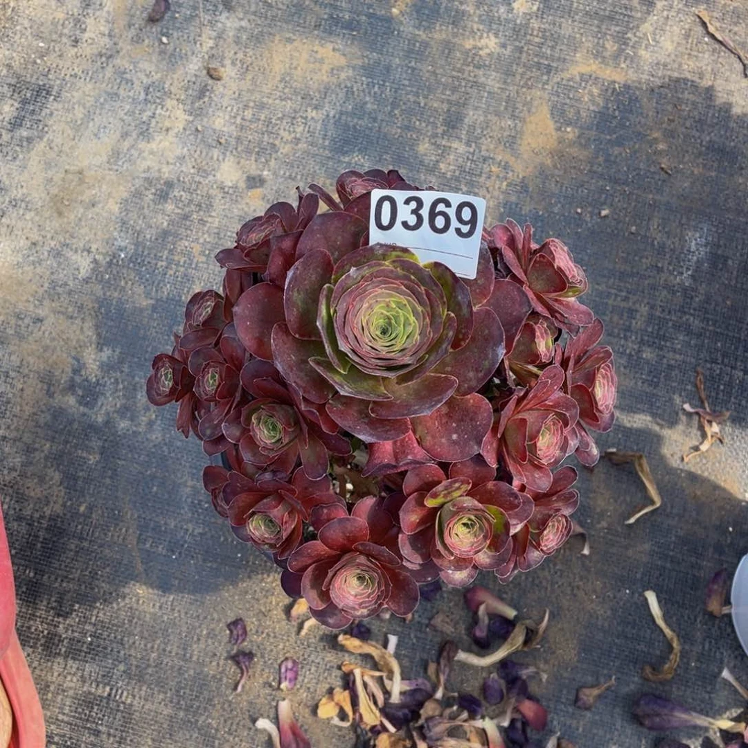 无花朵美金玫瑰0369度带盆