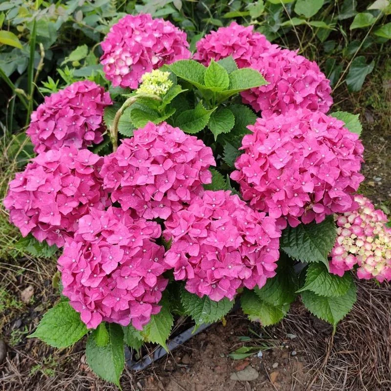 重瓣大花绣球花苗无尽夏八仙花三和千鸟绣球盆栽地栽四季名贵花卉