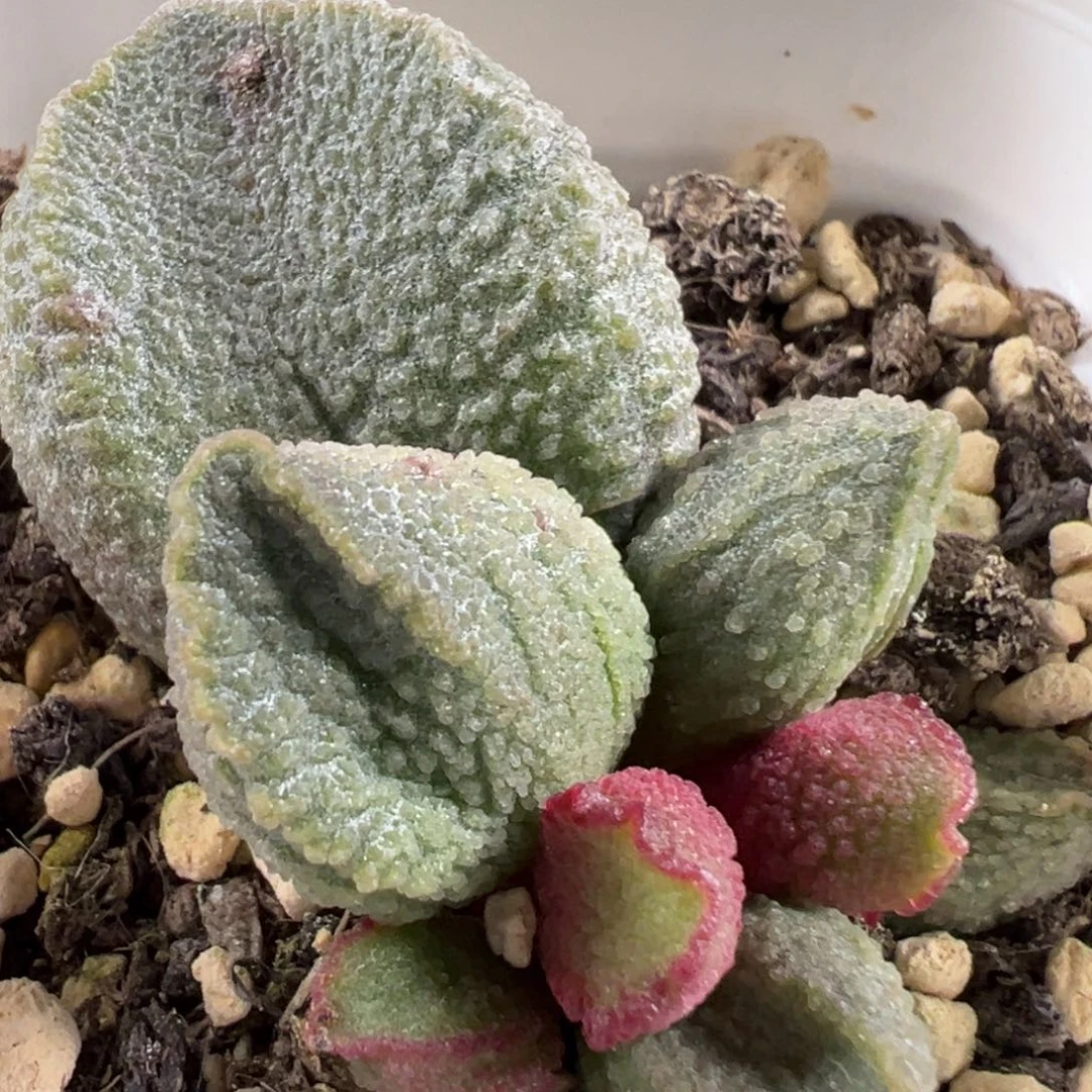 w绿色冰晶颗粒款实生新品有干疤特价