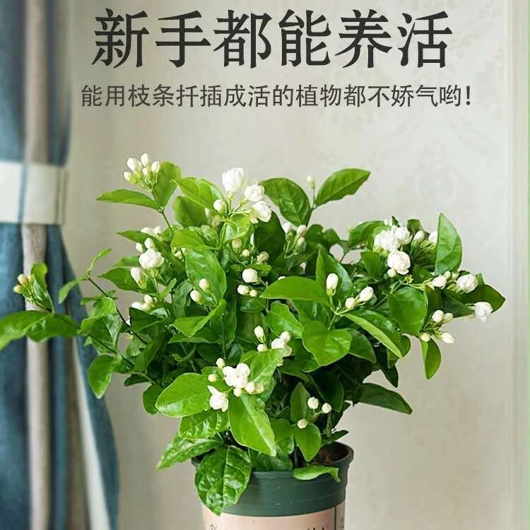 正品浓香型重瓣茉莉花盆栽四季开花超好养室内外阳台庭院观花植物