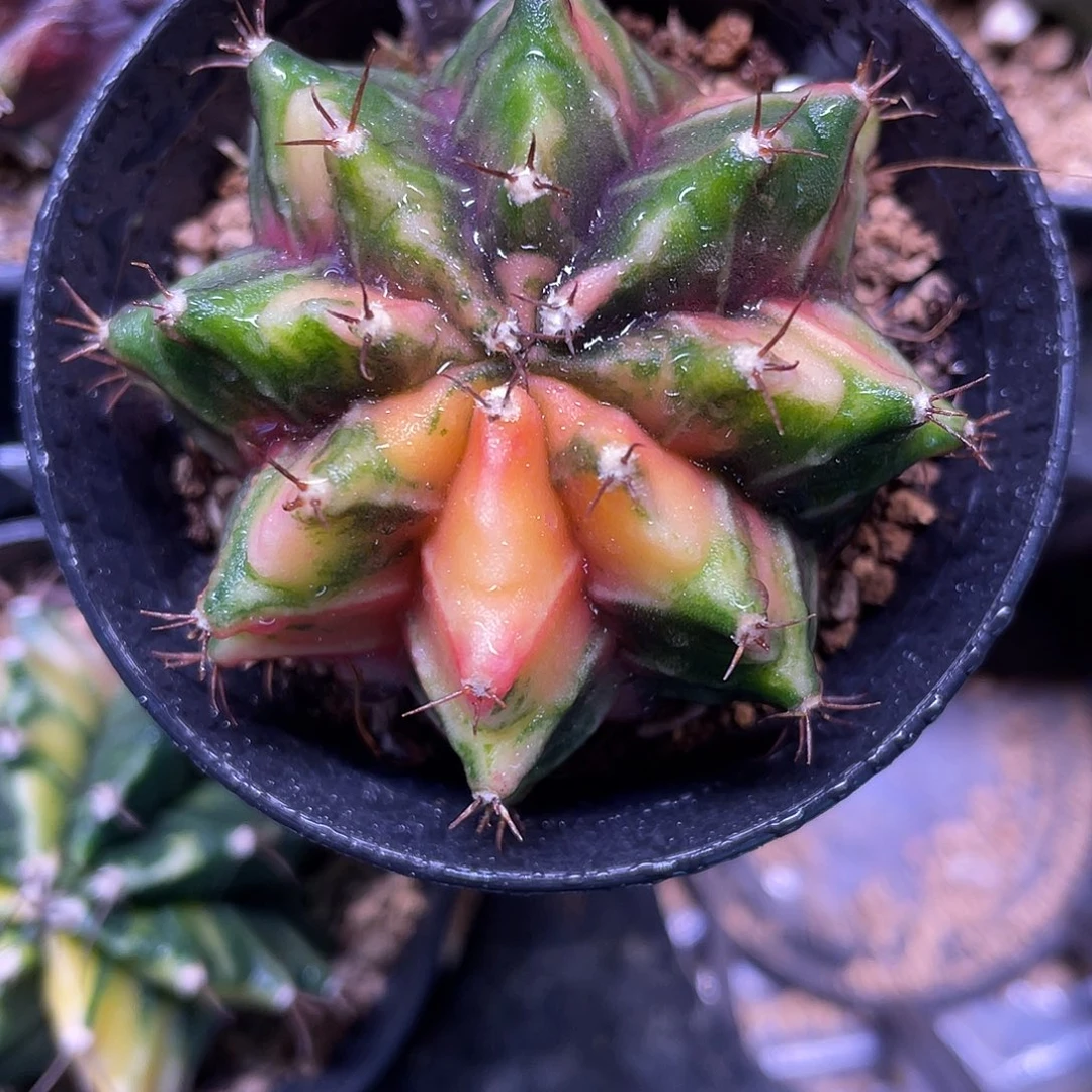 1-261米哈锦5.4厘米