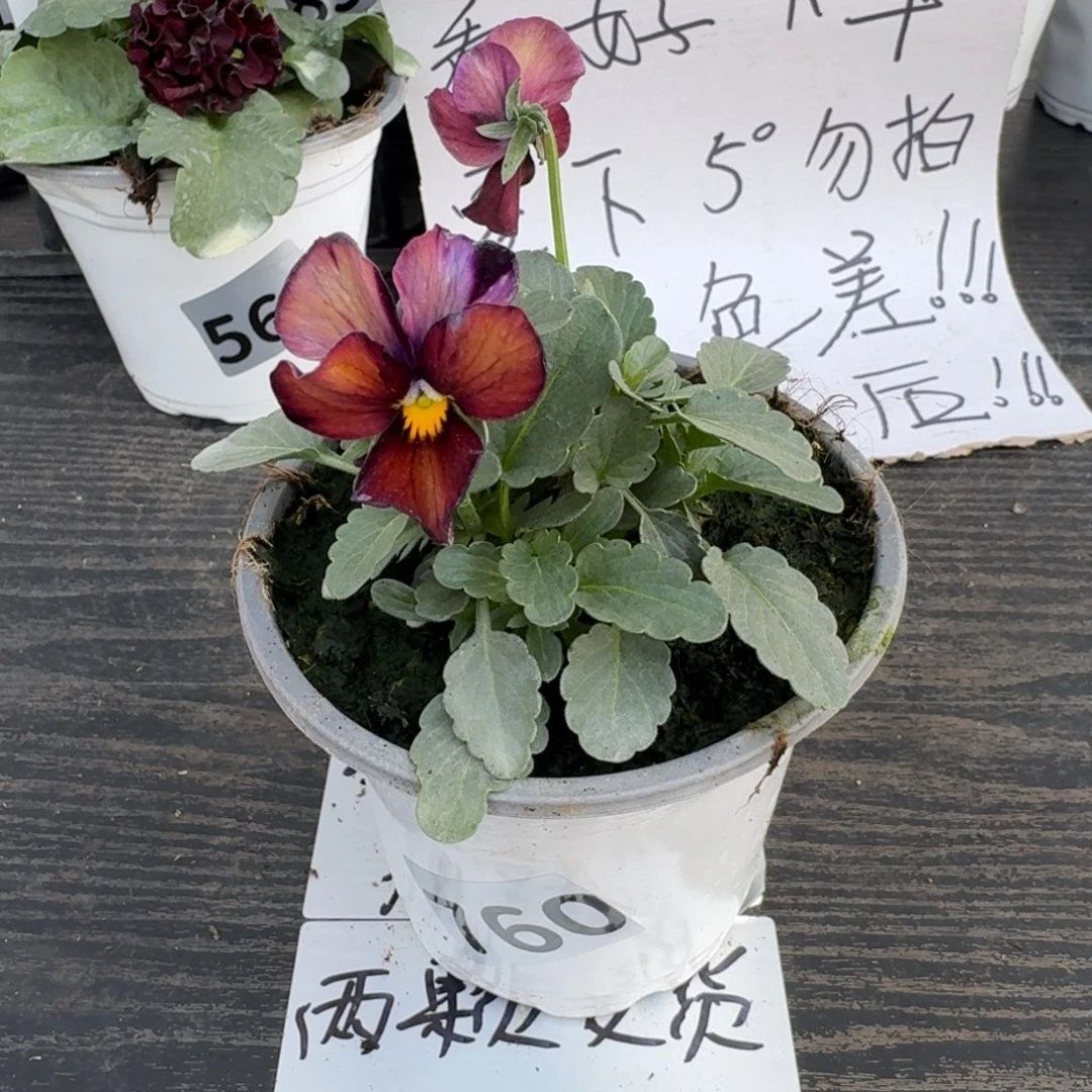 全部花朵760号松原