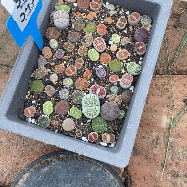 非***妖生石花的季节到啦936