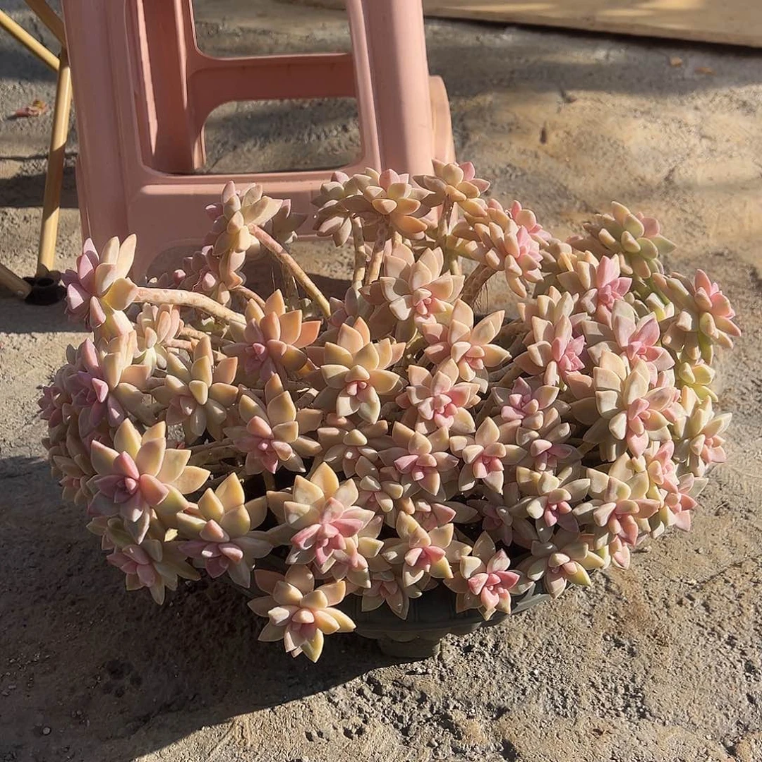 淡雪缀化裸根发货