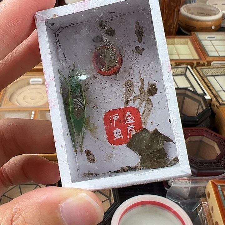 仅一天鸣虫2元开始包邮