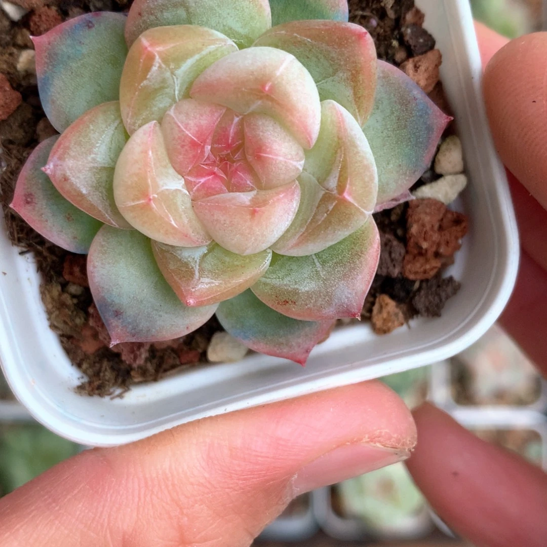 粉白糯心。       23号