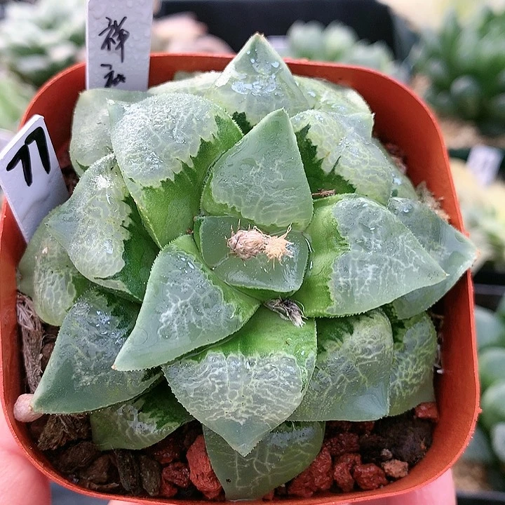 祥云一物一拍带盆