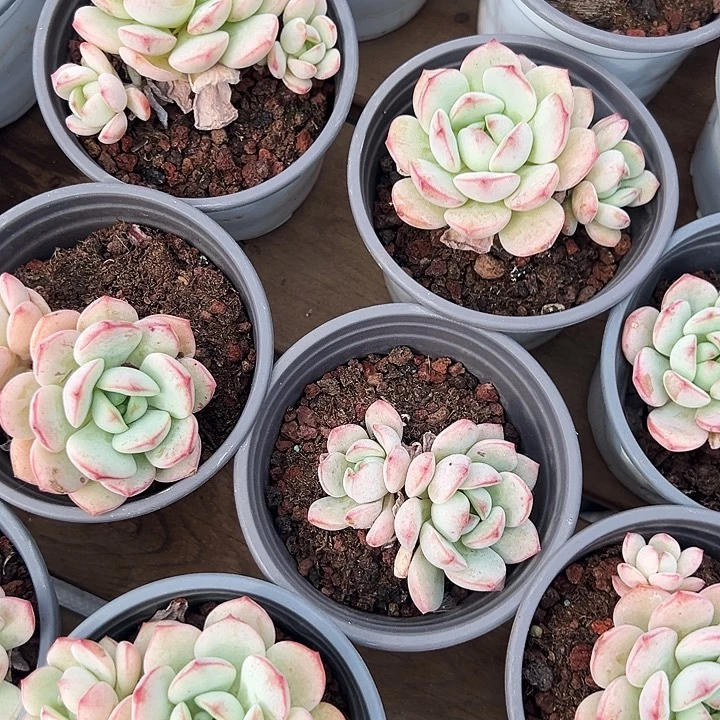 多头  香草    福利