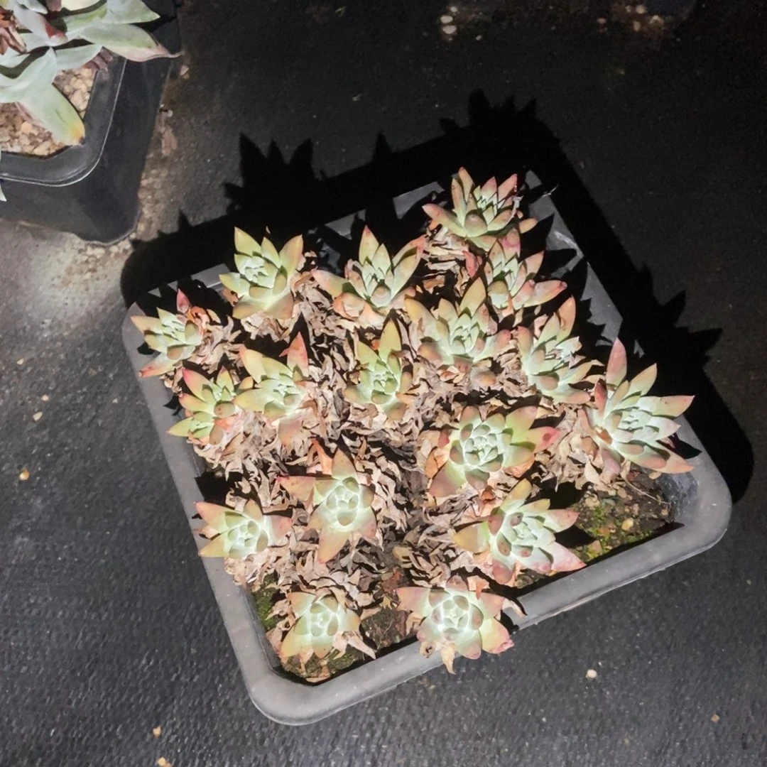 白姆多肉植物啦啦啦