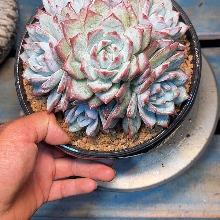 多肉植物一物一拍