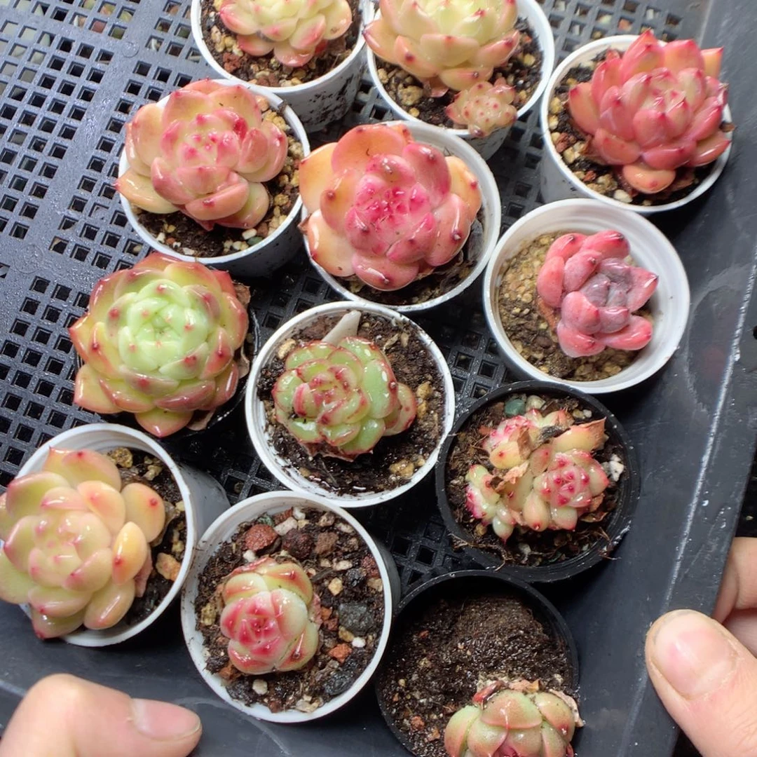 无花朵S145 yyyyyyyyyyyy