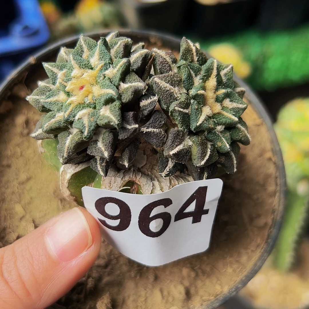 无花朵福利双头黑牡丹964