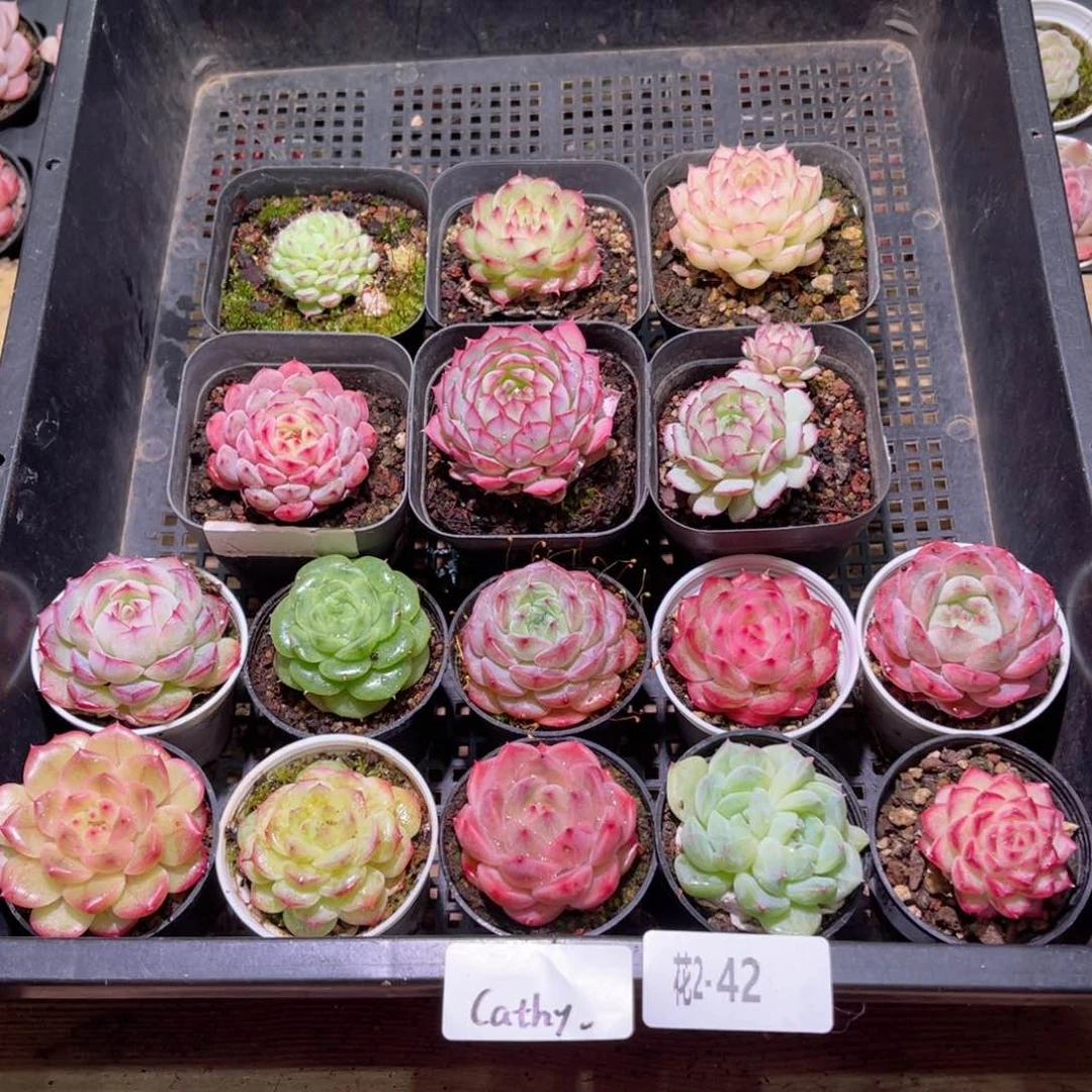 红陶花利美2-42框拍16颗