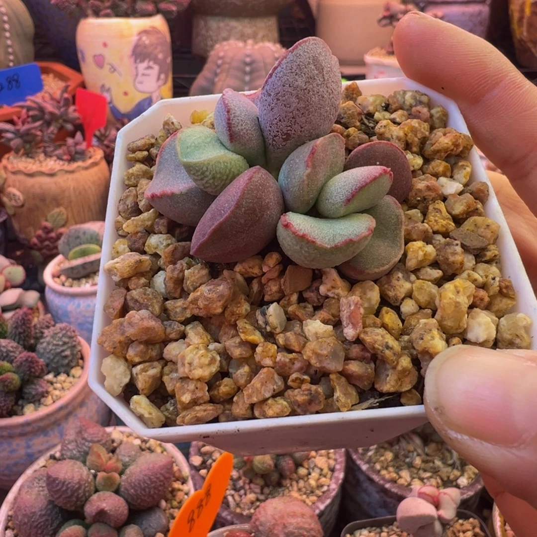 一组自拍，感谢支持