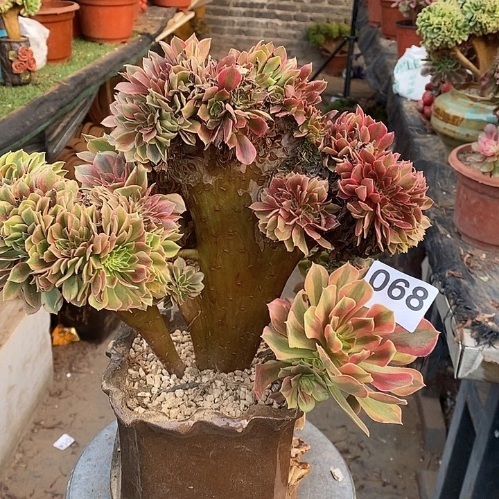 梦幻七彩法师锦缀化068