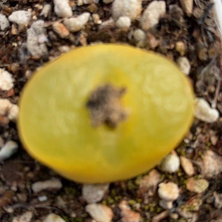 2739一颗一颗一颗