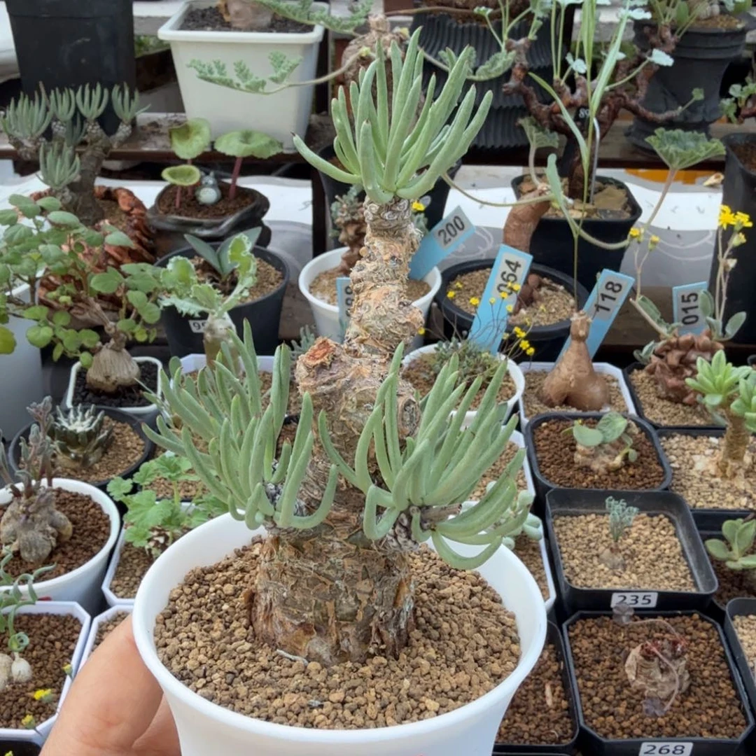 白象奇峰锦655(产地)