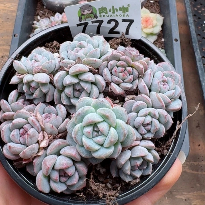 多肉植物多肉植物
