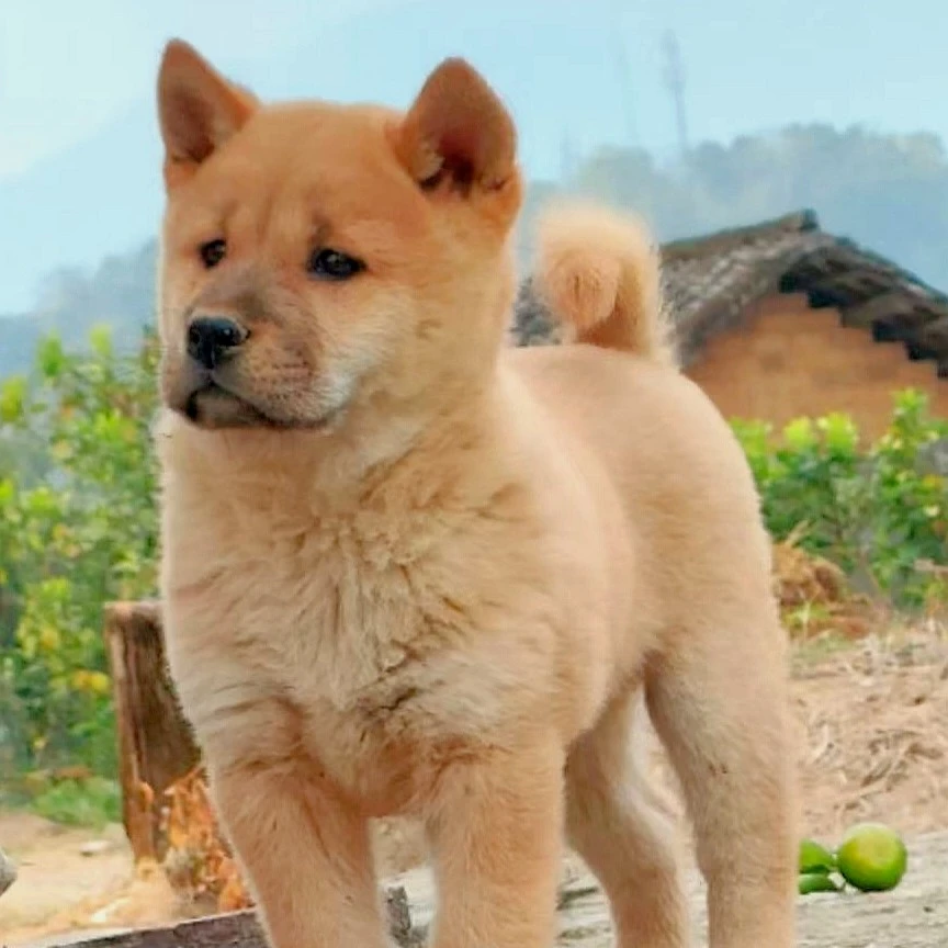 经典大黄中华田园犬白面广西土猎土狗幼犬宠物狗狗陪伴犬看家护院