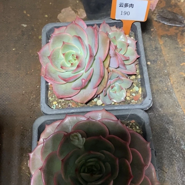 D190 直播福利安吉丽娜两颗