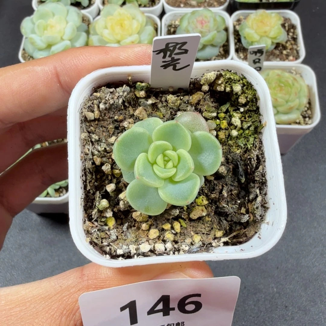 甜心极光一物一拍146