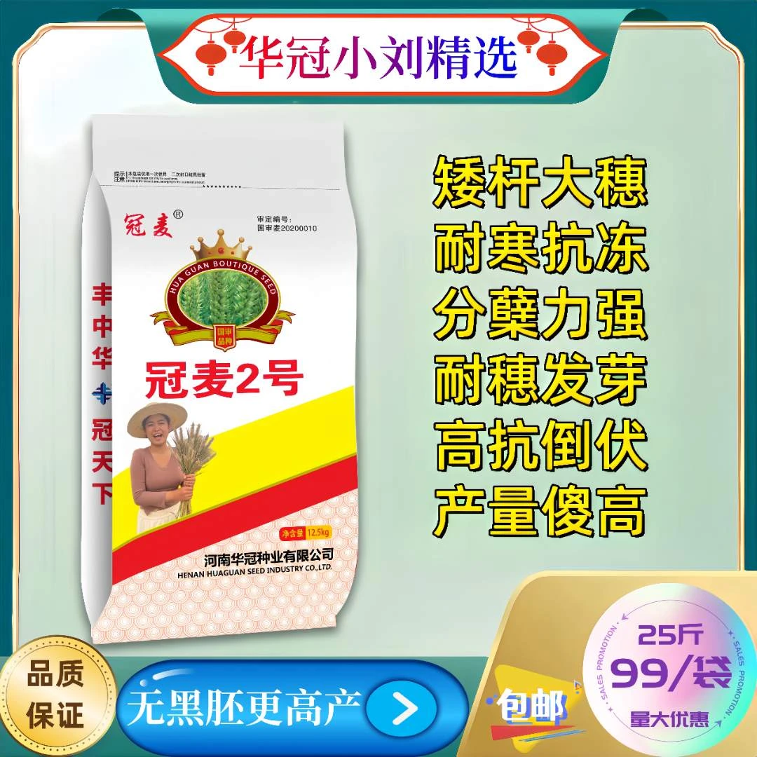 【国审冠麦2号】抗冻耐寒大穗分蘖强抗倒高产耐穗发芽小麦种子