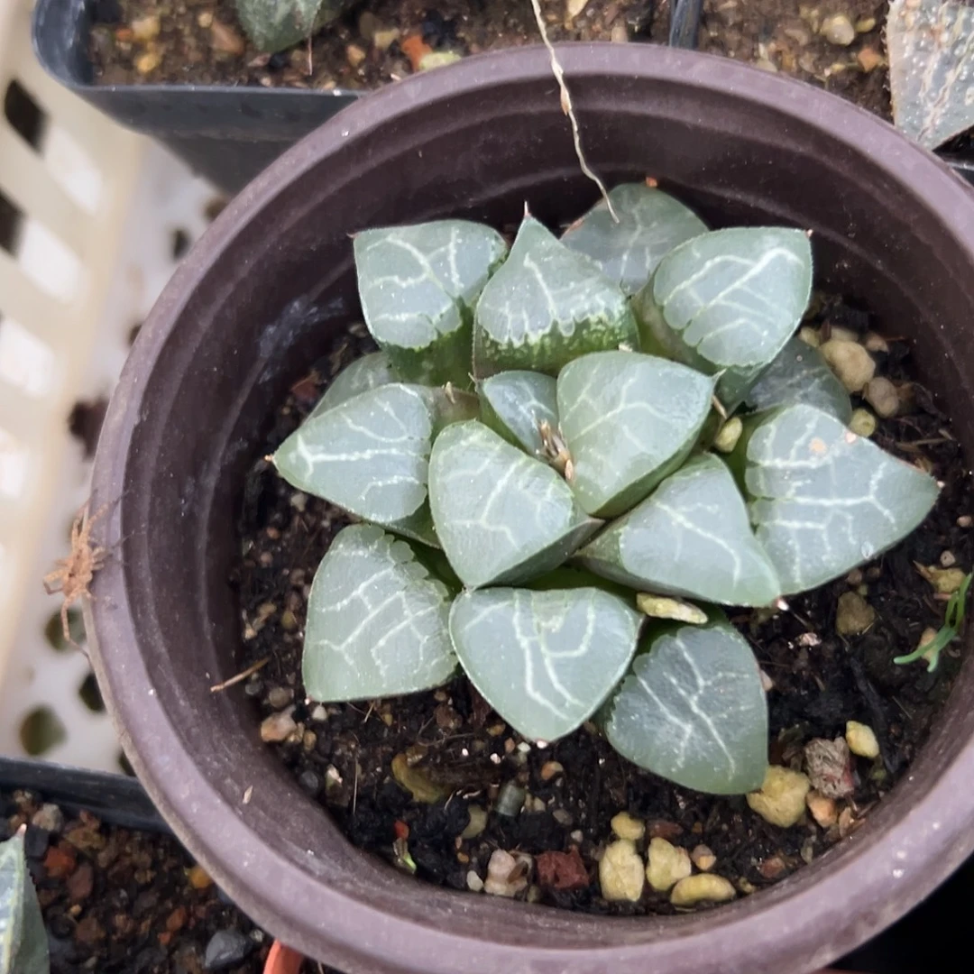 多肉植物多肉植物