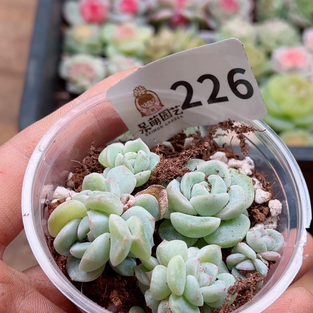 多肉植物多肉植物