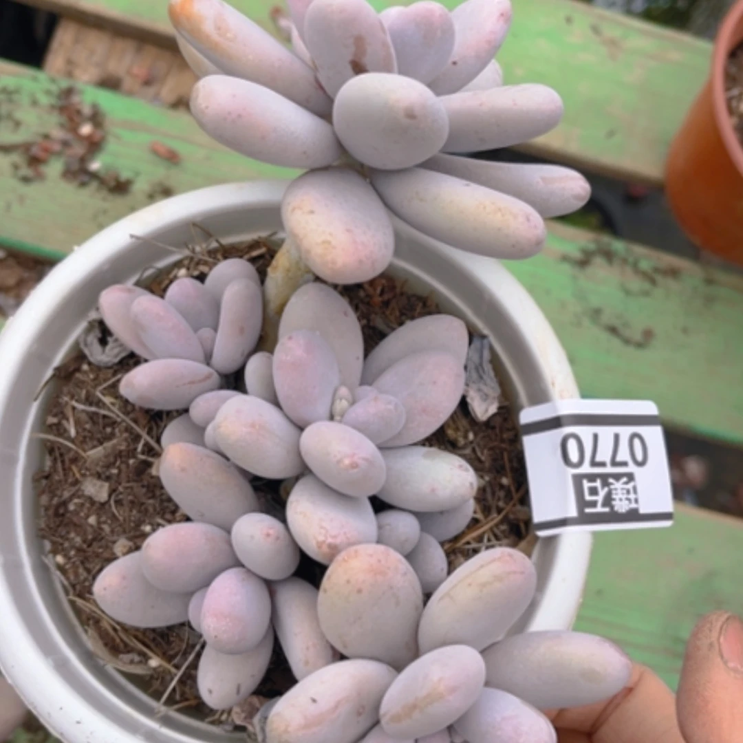 【闪购商品】原始奶0770