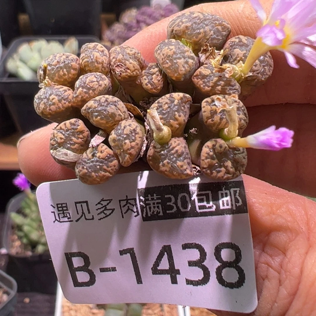 多肉植物1111111111111