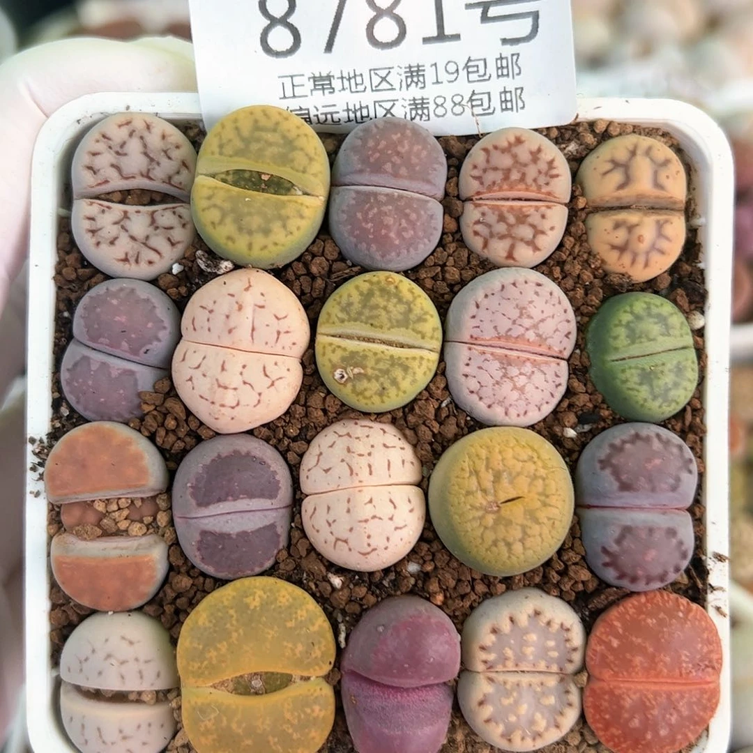 好养易活生石花大母本8781