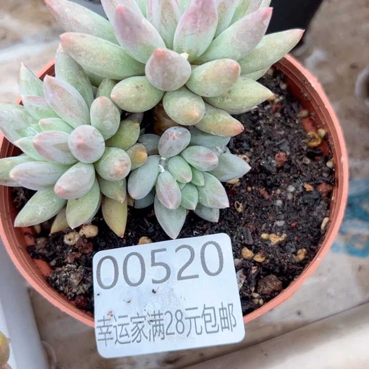 幸运的是我的朋友