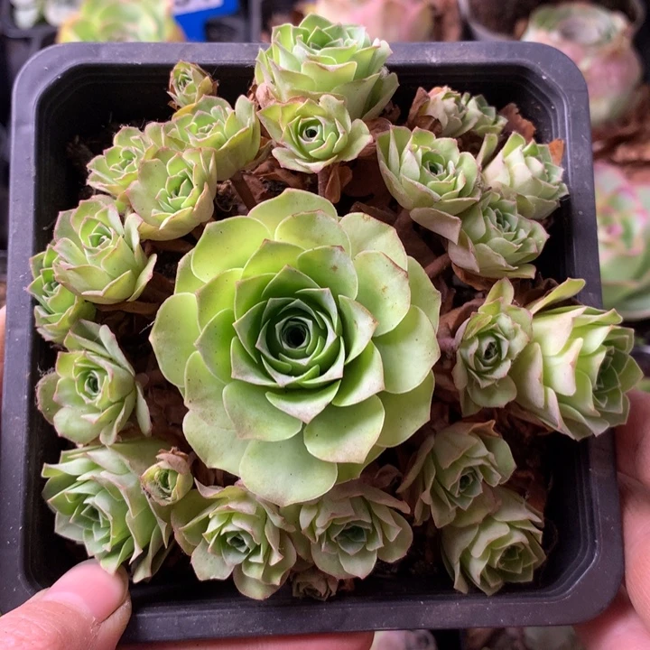 一物一拍星辰梓鸳109