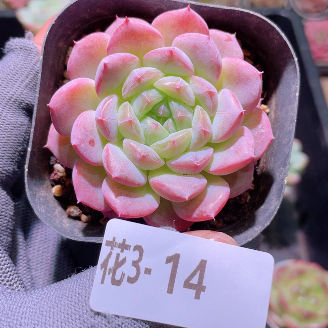 花利美 3-14白桃汽水