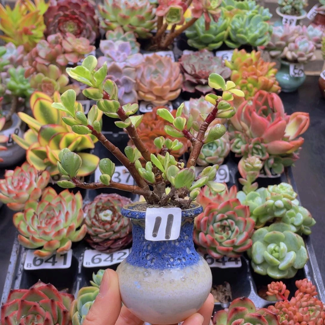 小**学花器花器花器花器好