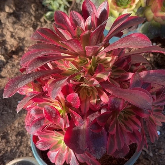 美*多肉植物一个美杜莎