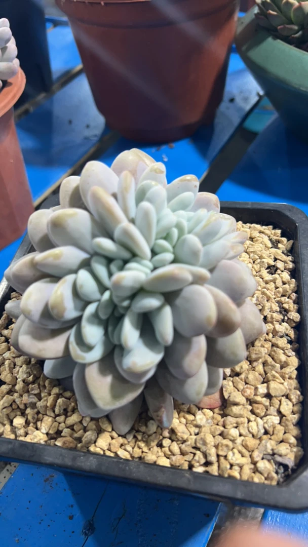 云南基地直发粉兔缀化多肉